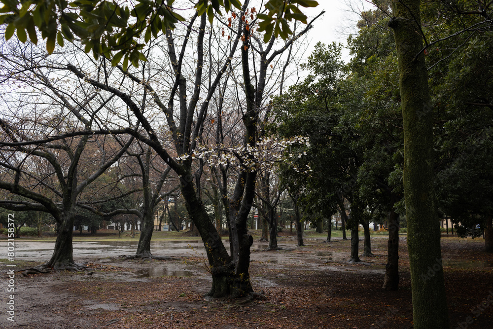 Some blooming sakura trees in the rain in the park. Some blooming sakura trees in the rain in the park.