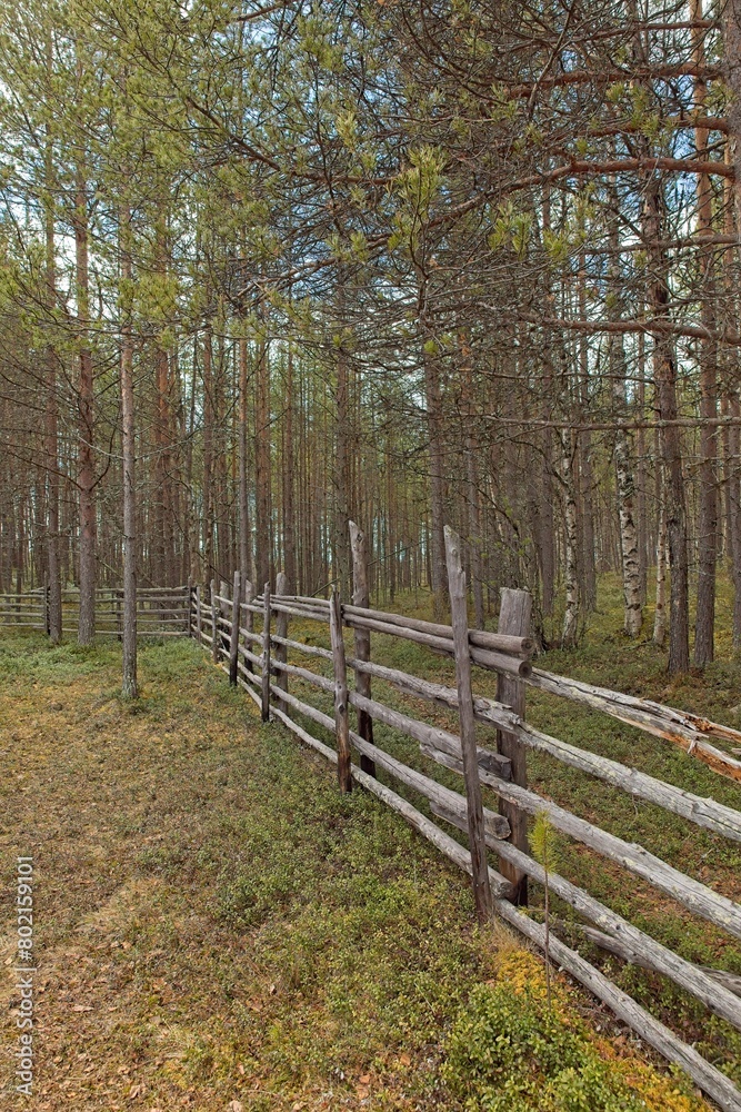 Scenery landscape with old rural wood fence, shrub and forest in cloudy spring weather.