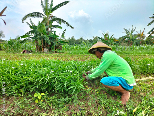 View of a farmer harvesting kale and ready to sell to consumers. Fresh Kale or Kangkung. Indonesia. photo