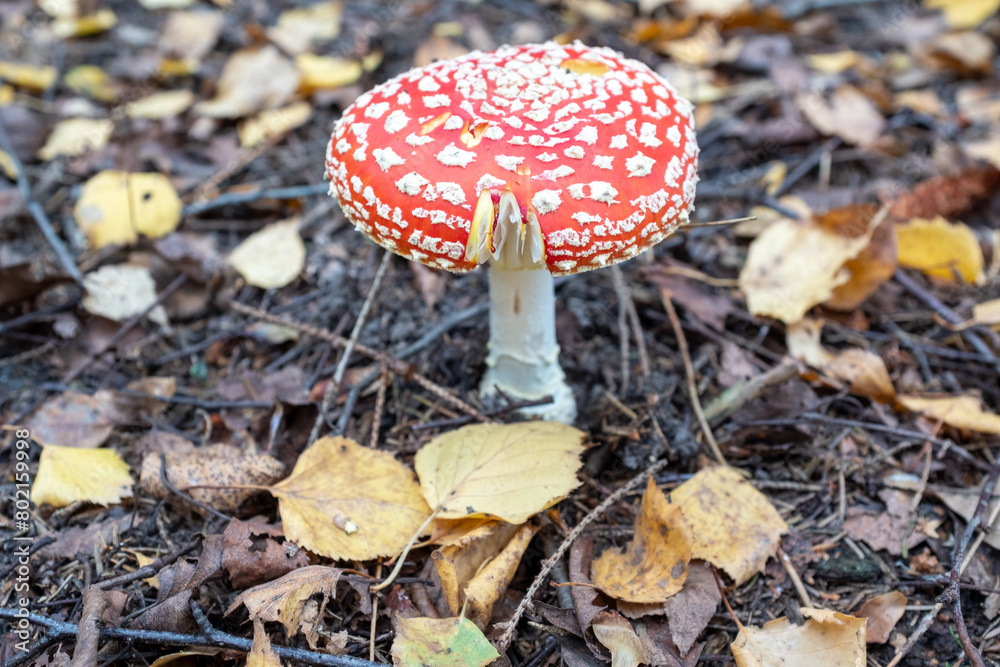 One red fly agaric among the fallen leaves, top view. Handsome poisonos mushroom for publication, poster, screensaver, wallpaper, postcard, banner, cover. High quality photo One red fly agaric among the fallen leaves, top view. Handsome poisonos mushroom for publication, poster, screensaver, wallpaper, postcard, banner, cover. High quality photo