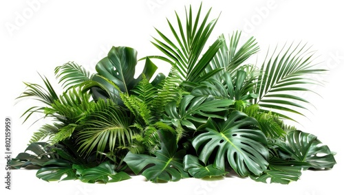 Assorted tropical plants showcased on a white background