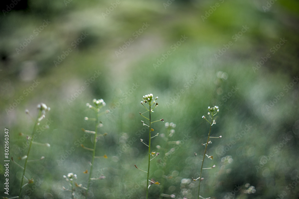 Green meadow with Capsella bursa pastoris