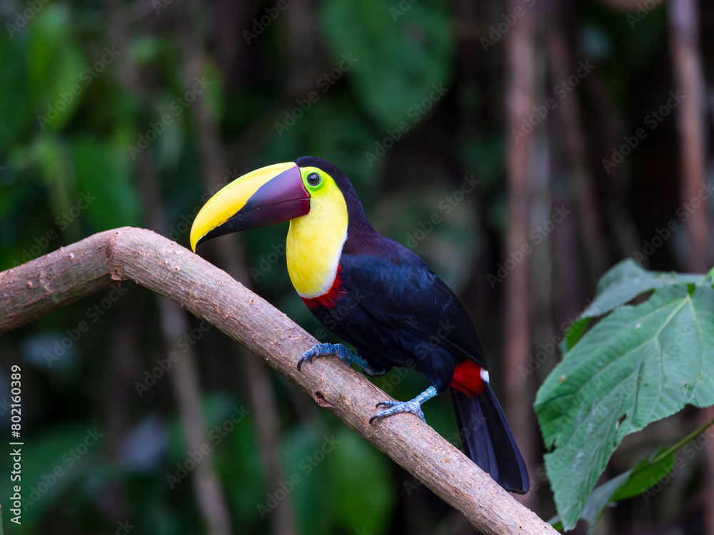 Obraz premium Side view of yellow throated chestnut-mandibled toucan seen perched on tree branch with soft focus woody area in the background, La Fortuna, Costa Rica