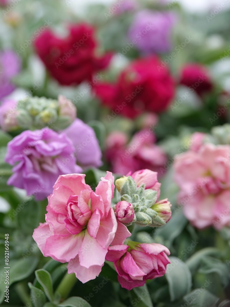 Fototapeta premium pink flowers