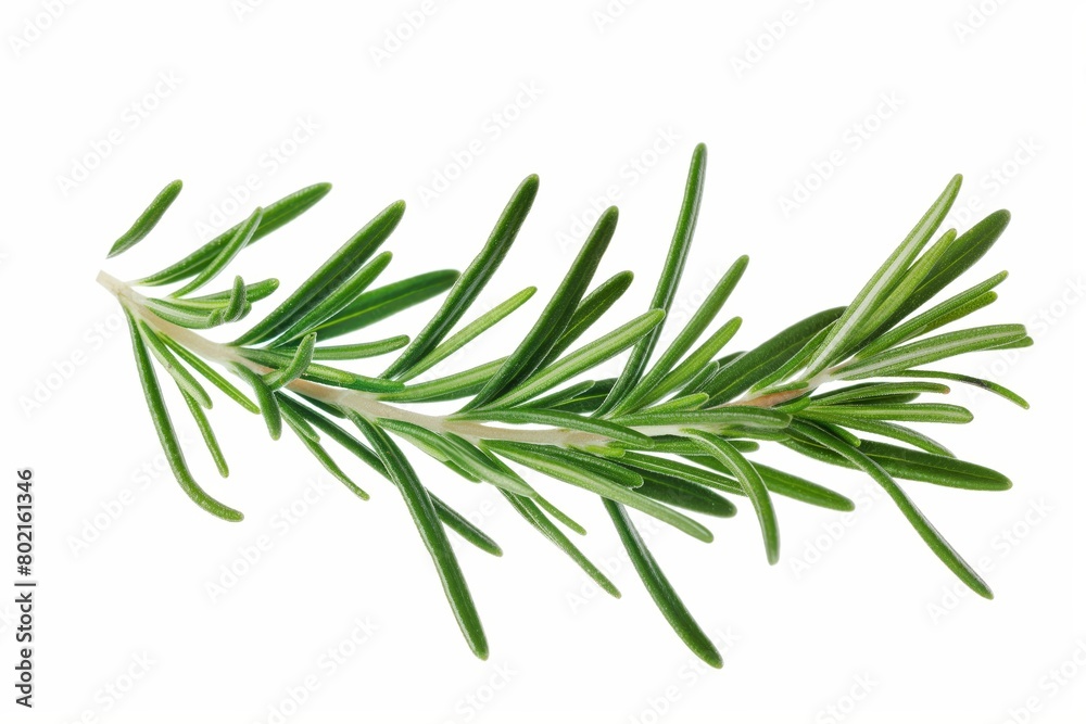 Close-up of a vibrant green rosemary branch against a white background, symbolizing freshness and natural herbage