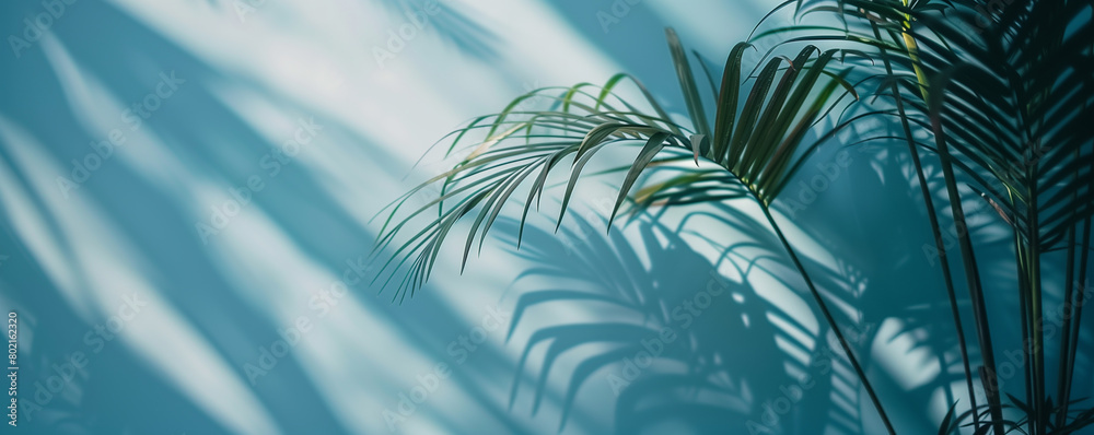 Tropical palm leaves with shadows and cool blue tones Tropical palm leaves with shadows and cool blue tones