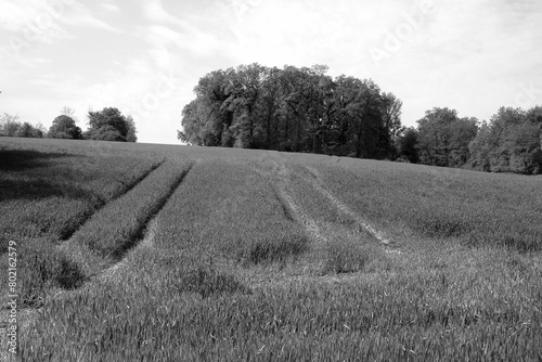 Feld auf einem Hügel mit Traktorspuren im Frühling bei Sonnenschein in der Provinz in Hörste und Hiddentrup bei Lage und Detmold im Teutoburger Wald in Ostwestfalen-Lippe in klassischem Schwarzweiß photo