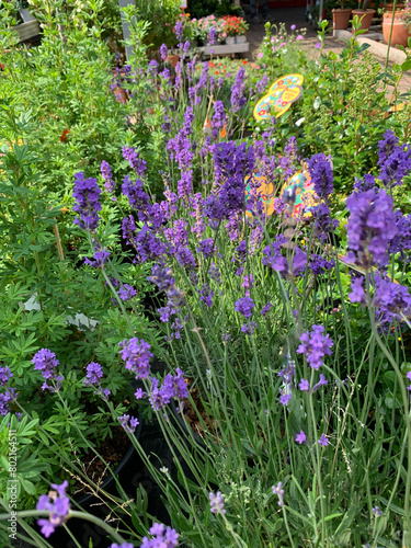 Bellissimi fiori di lavanda in un vivaio. Pianta aromatica viola in fiore.