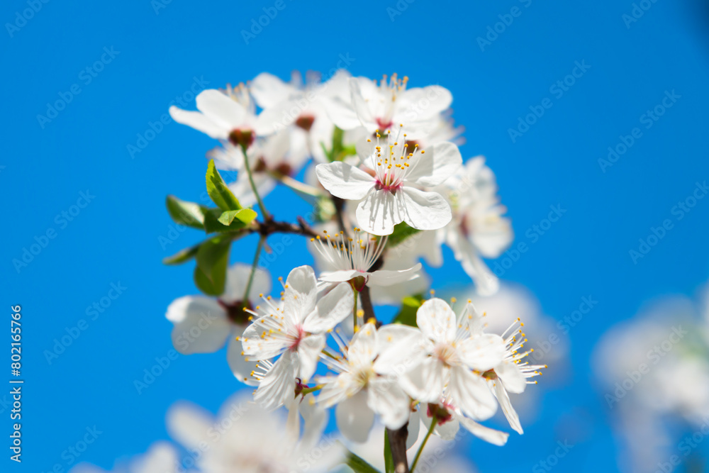 White flowers on cherry tree with blue sky