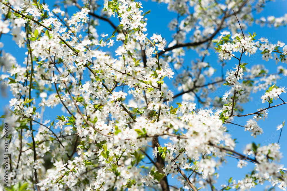 White flowers on cherry tree with blue sky White flowers on cherry tree with blue sky