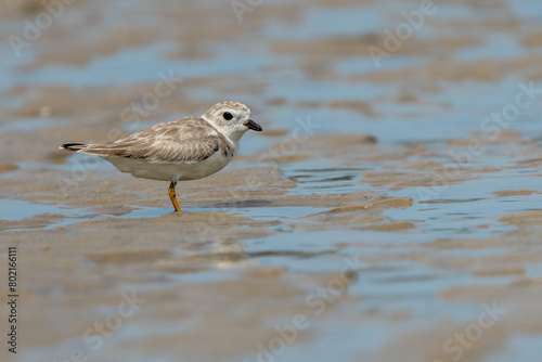 Pipping Plover on sand
