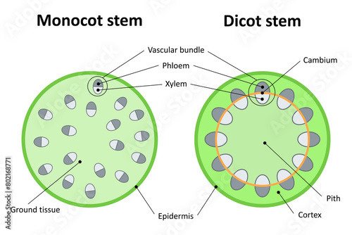 Monocot stem and dicot stem. Diagram. photo