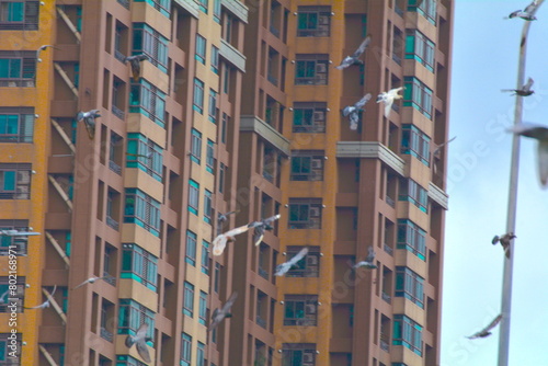 A flock of pigeons flying outside the building photo