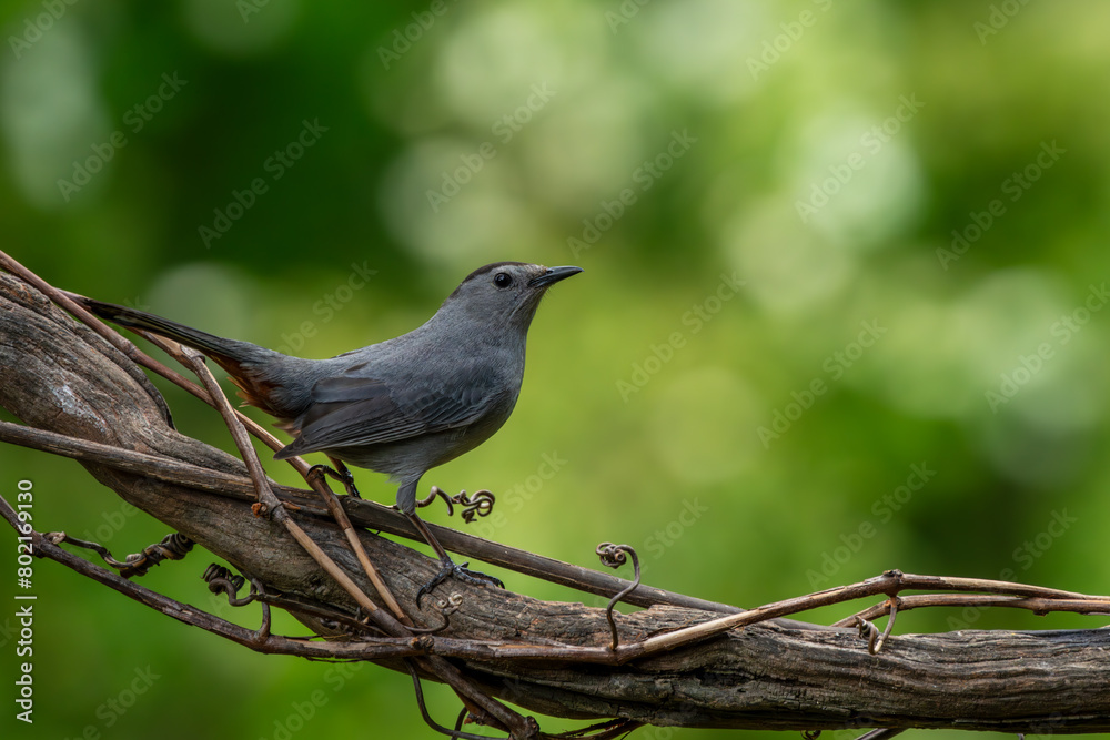 Naklejka premium Gray Catbird Perched on a Tree Branch