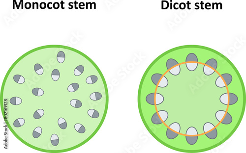 Monocot and dicot stems. Diagram. photo