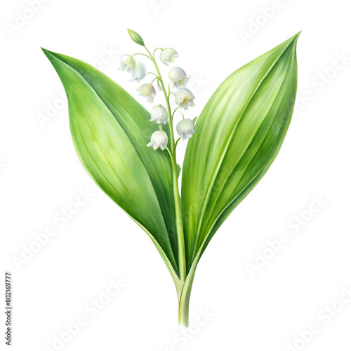 Watercolor Birth Month  May Flower Lily of the Valley Clipart on transparent background illustration