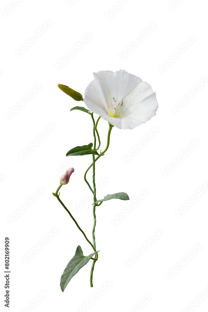 Beautiful flower of the field bindweed (Convolvulus arvensis) Beautiful flower of the field bindweed (Convolvulus arvensis)