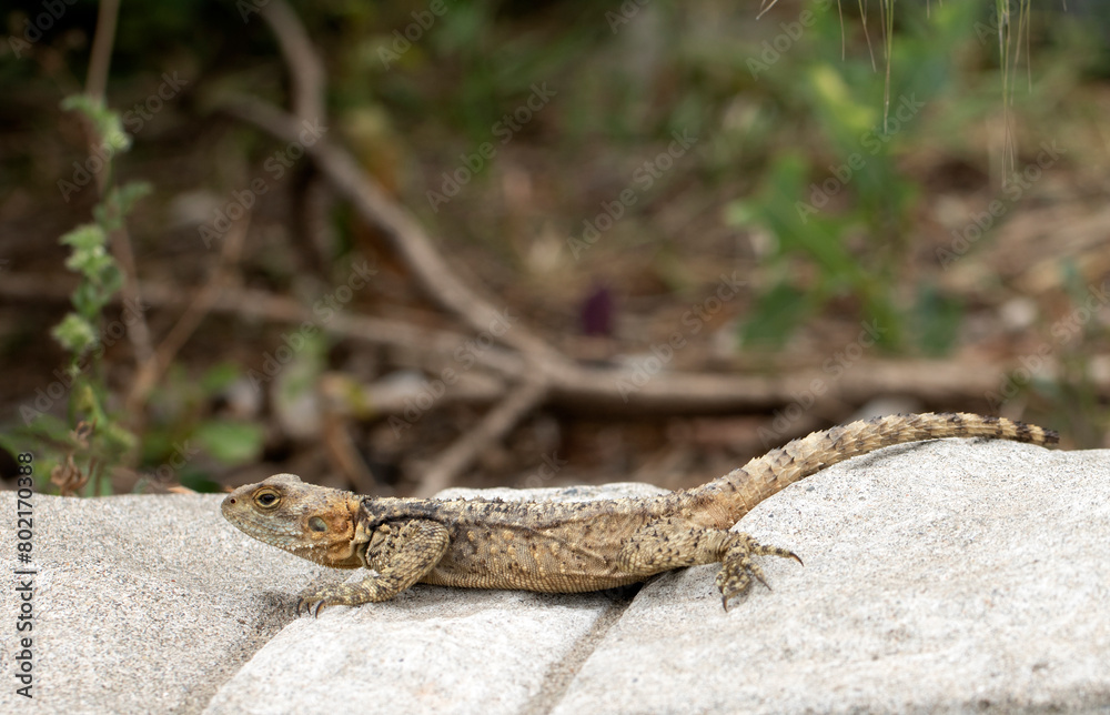 Laudakia stellio is a species of agamid lizard. also known as the starred agama or the roughtail rock agama. Laudakia stellio is a species of agamid lizard. also known as the starred agama or the roughtail rock agama.