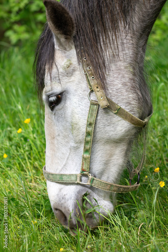 Extreme close-up of a grazing lipizzaner horse seen in profile