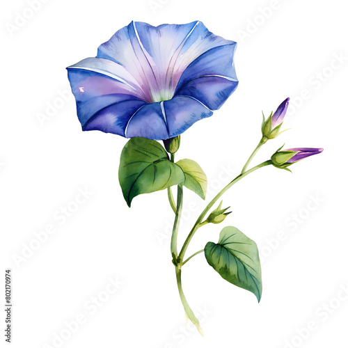 Watercolor Birth Month September Flower Morning Glory Clipart on transparent background illustration © Chaima