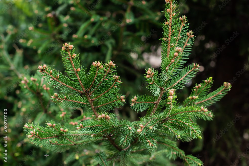 Concept of flora and gardening. Young cones on a pine tree. Always green trees Concept of flora and gardening. Young cones on a pine tree. Always green trees