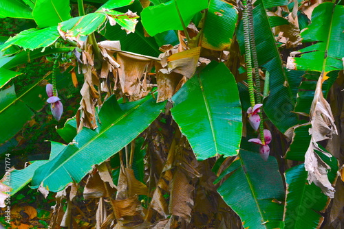 Musa acuminata in waterfowl habitat photo