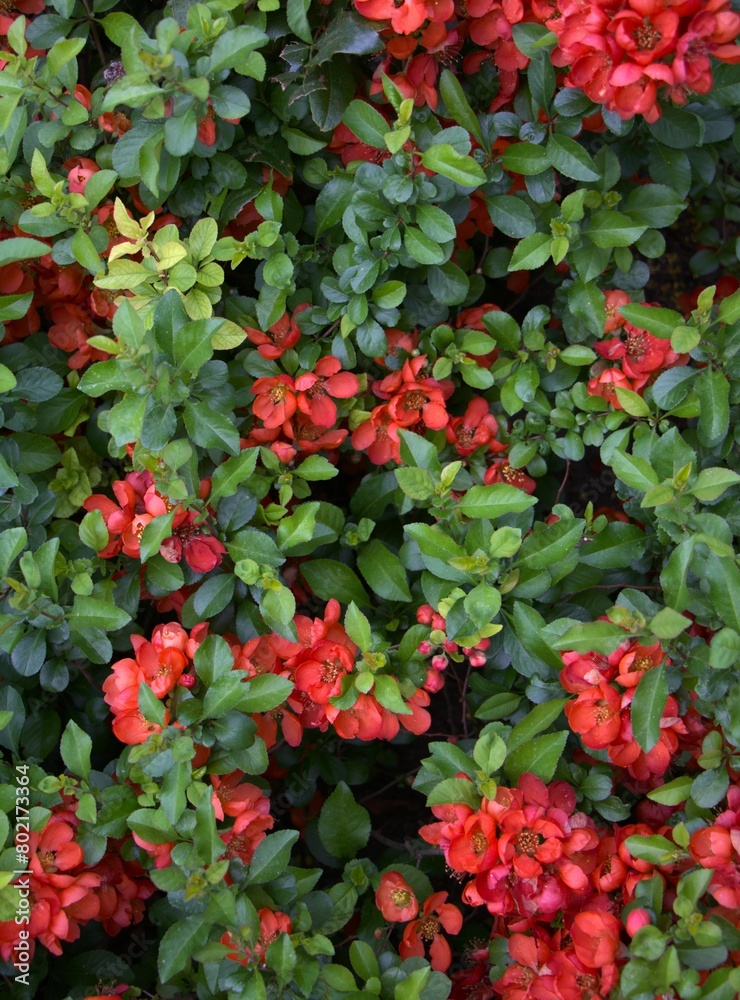 blooming bush with red flowers and green leaves. concepts: greeting cards, spring celebrations, events symbolizing renewal, gardening websites and blogs, flower blooming phases, red blooming plants
