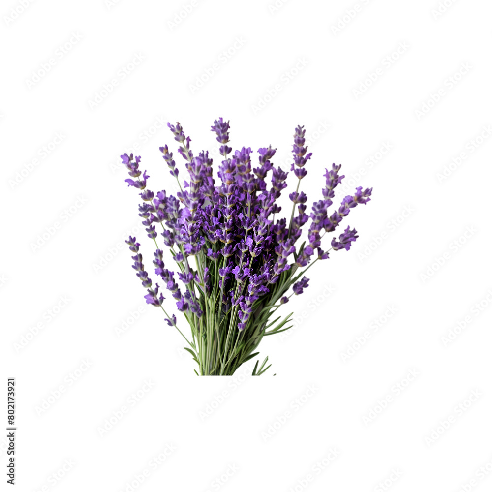 bunch of lavender isolated on a transparent background bunch of lavender isolated on a transparent background