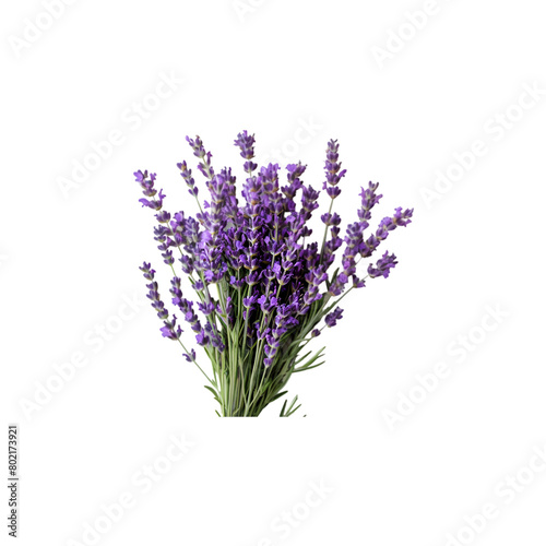 bunch of lavender isolated on a transparent background
