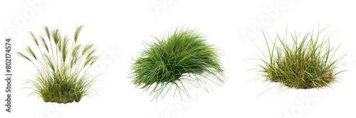 Set of tussock of grass on a transparent background