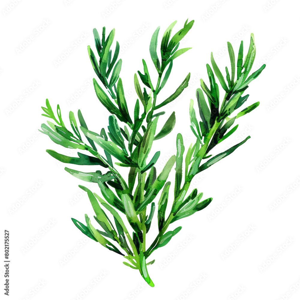 rosemary isolated on white