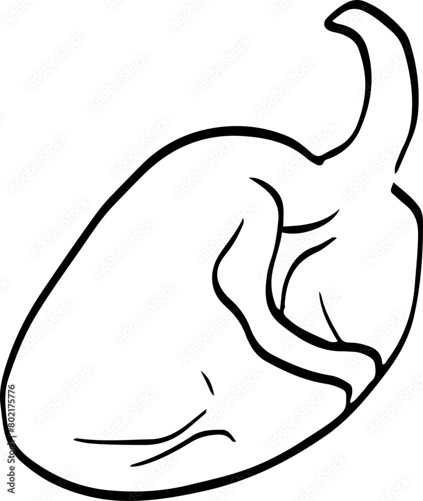 Fototapeta premium Raw Chicken Sketch