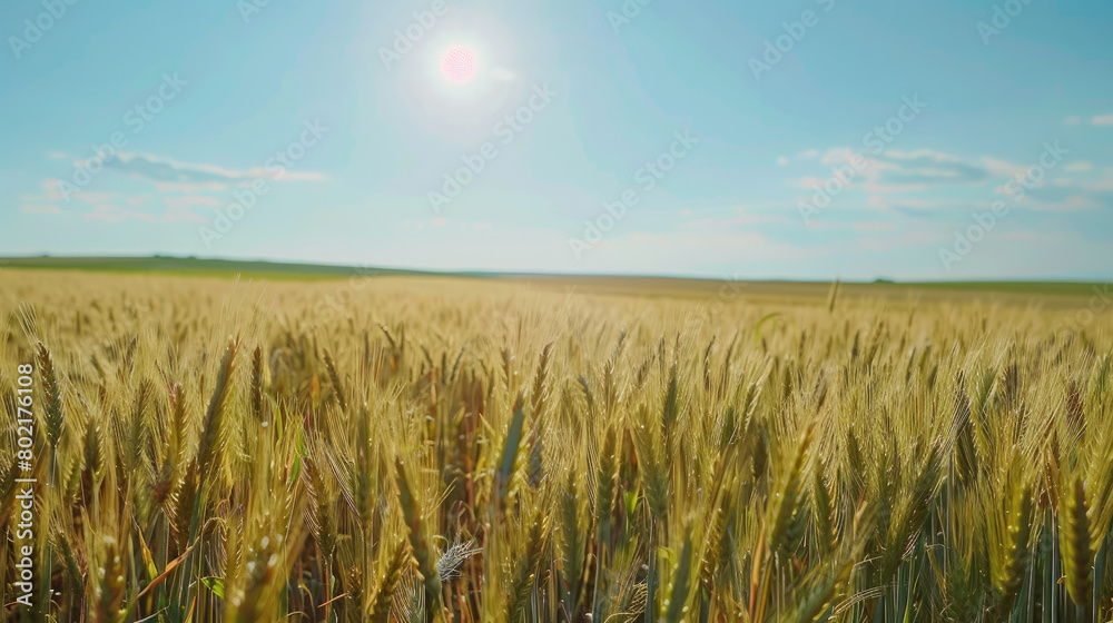 Wide fertile wheat field under clear blue sky