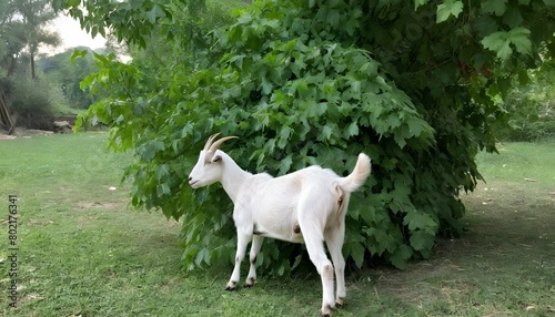 A Goat Standing On Hind Legs To Reach Higher Leave