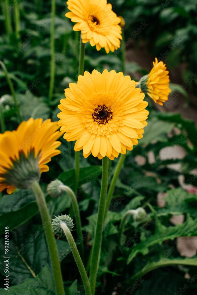 yellow flower yellow flower
