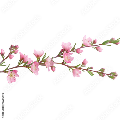 A Beautiful pink wax flower twig and bud isolated on a transparent background