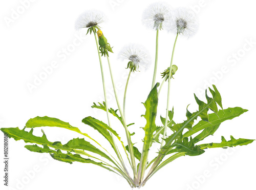 Side view of dandelion plant