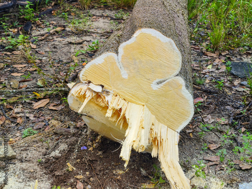 shot of a piece of wood collapsing with a chainsaw