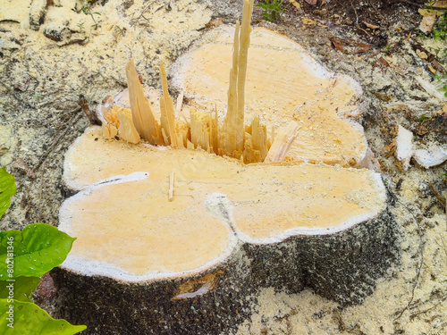 shot of a piece of wood collapsing with a chainsaw
