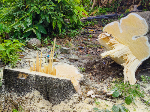 shot of a piece of wood collapsing with a chainsaw