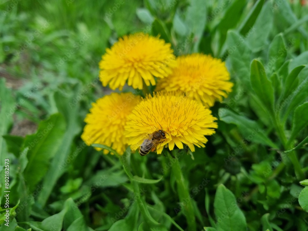 Yellow dandelions on green grass Yellow dandelions on green grass