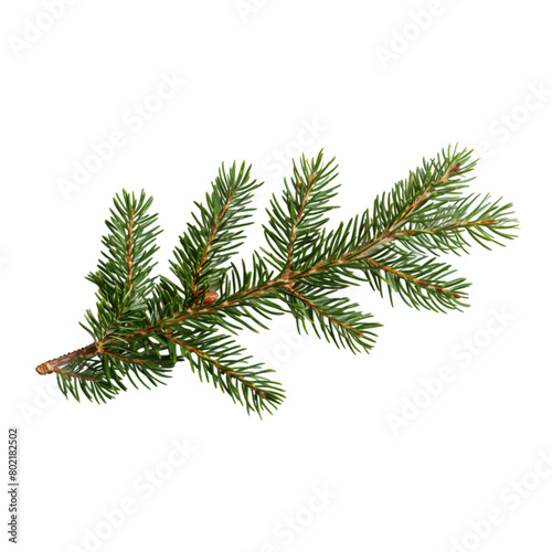 Spruce pine branches isolated on a transparent background