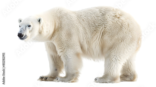 White Polar Bear isolated on a transparent background