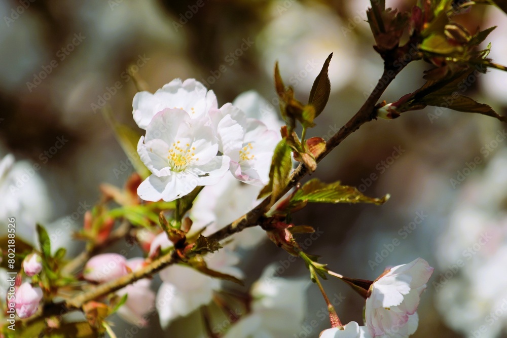 white beautiful cherry blossoms close up in spring on blurred background white beautiful cherry blossoms close up in spring on blurred background