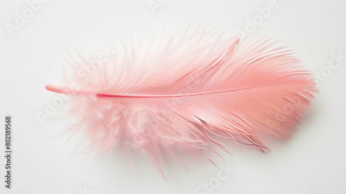 pink feather on white background