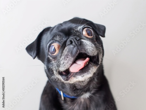 Close-up of a joyful black pug with its tongue out against a light background  expressing happiness.