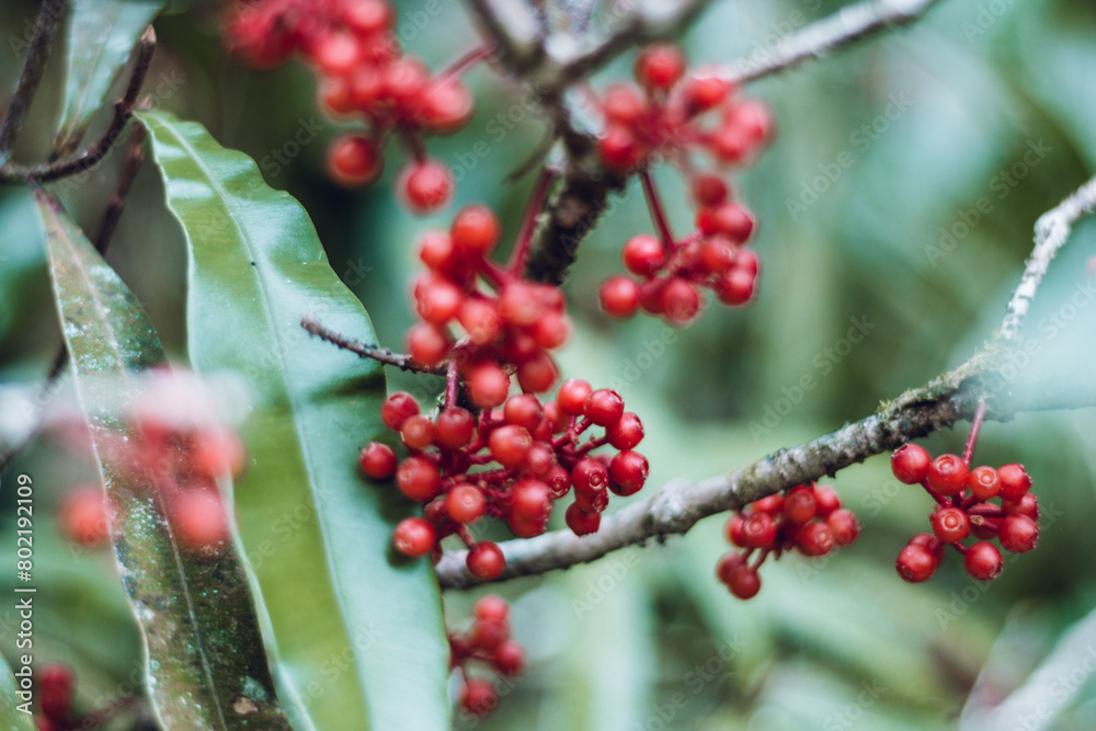 red berries on a branch