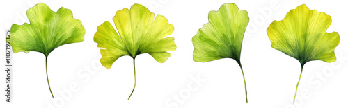 Ginkgo biloba leaves, a separate branch on a white background. Handmade, For illustration, background, decor, design, scrapbooking, fabric, texture, Wallpaper.