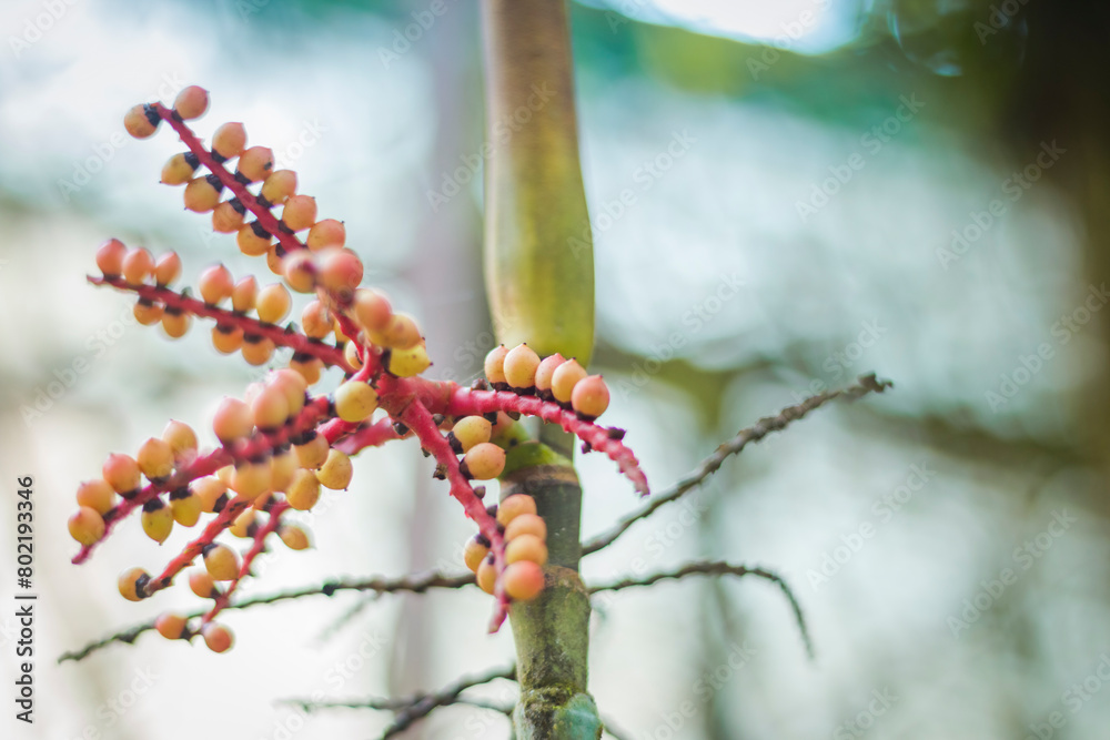 Naklejka premium blooming branch