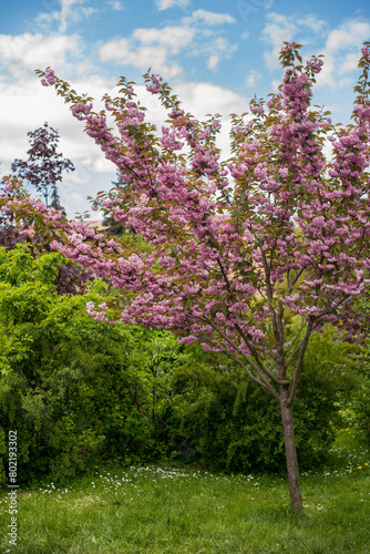 Cherry blossoms. blooming cherry tree and green meadow in spring. Pink flower...